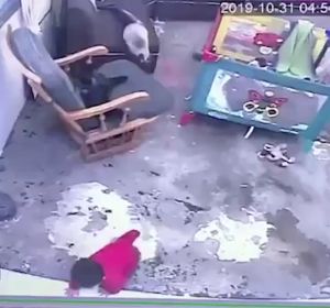 Gato salva a un niño Gato salva a un niño