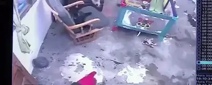 Gato salva a un niño Gato salva a un niño