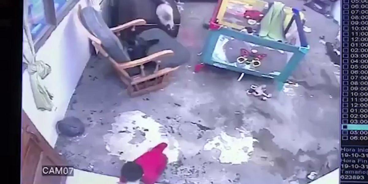 Gato salva a un niño