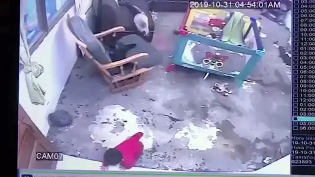 Gato salva a un niño