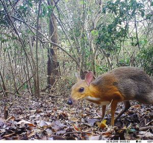 El ciervo raton de Vietnam no se habia extinguido El ciervo raton de Vietnam no se habia extinguido