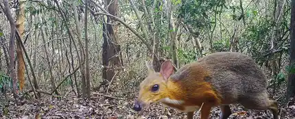 El ciervo raton de Vietnam no se habia extinguido El ciervo raton de Vietnam no se habia extinguido