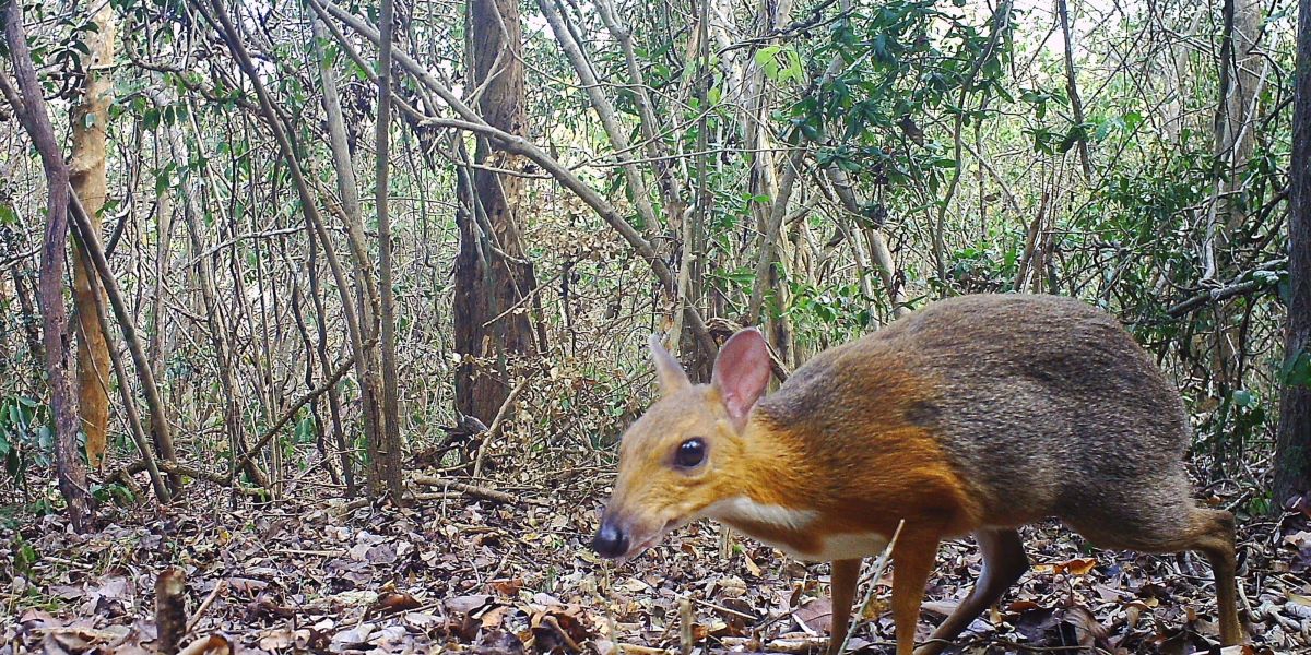 El ciervo raton de Vietnam no se habia extinguido