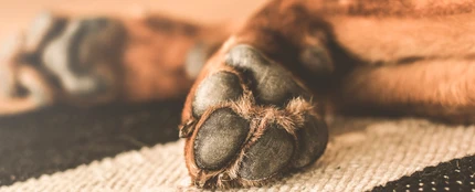 Patas de un perro Patas de un perro