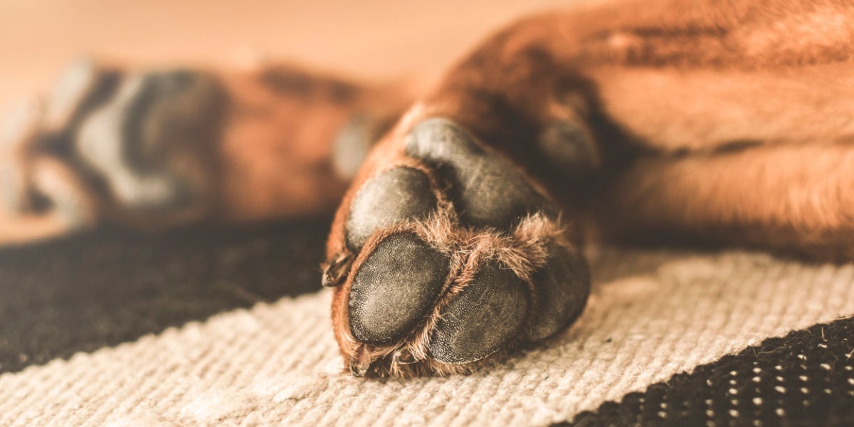 Patas de un perro