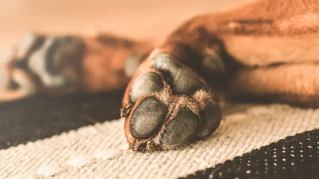 Patas de un perro