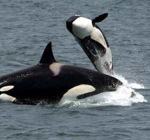 Manada de orcas (archivo) Manada de orcas (archivo)