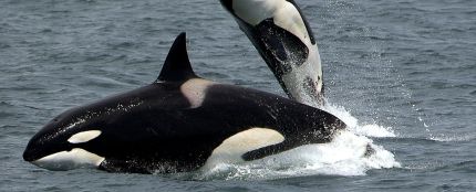 Manada de orcas (archivo)