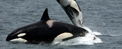 Manada de orcas (archivo) Manada de orcas (archivo)