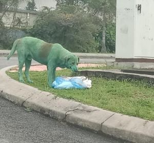 El perro pintado de verde buscando comida entre la basura El perro pintado de verde buscando comida entre la basura