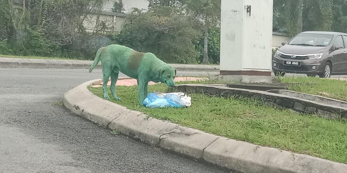 El perro pintado de verde buscando comida entre la basura