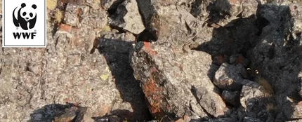 Reto Visual ¿Puedes encontrar las cuatro crías de leopardo camufladas en esta imagen? Reto Visual ¿Puedes encontrar las cuatro crías de leopardo camufladas en esta imagen?