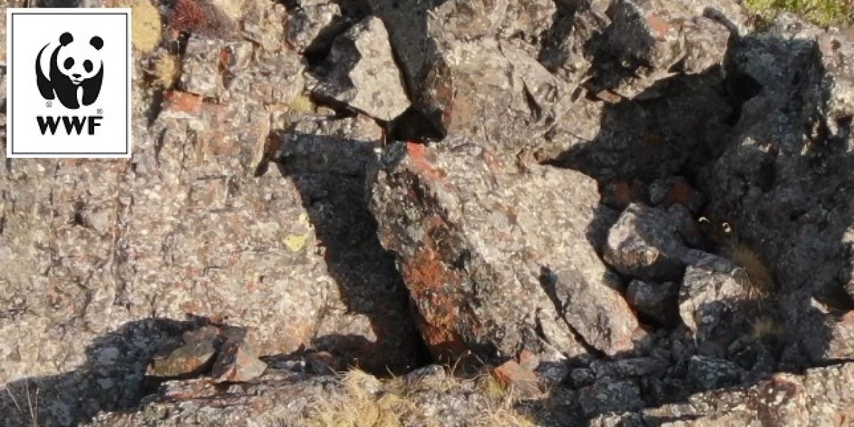 Reto Visual ¿Puedes encontrar las cuatro crías de leopardo camufladas en esta imagen?