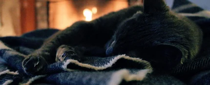 Un gato durmiendo Un gato durmiendo