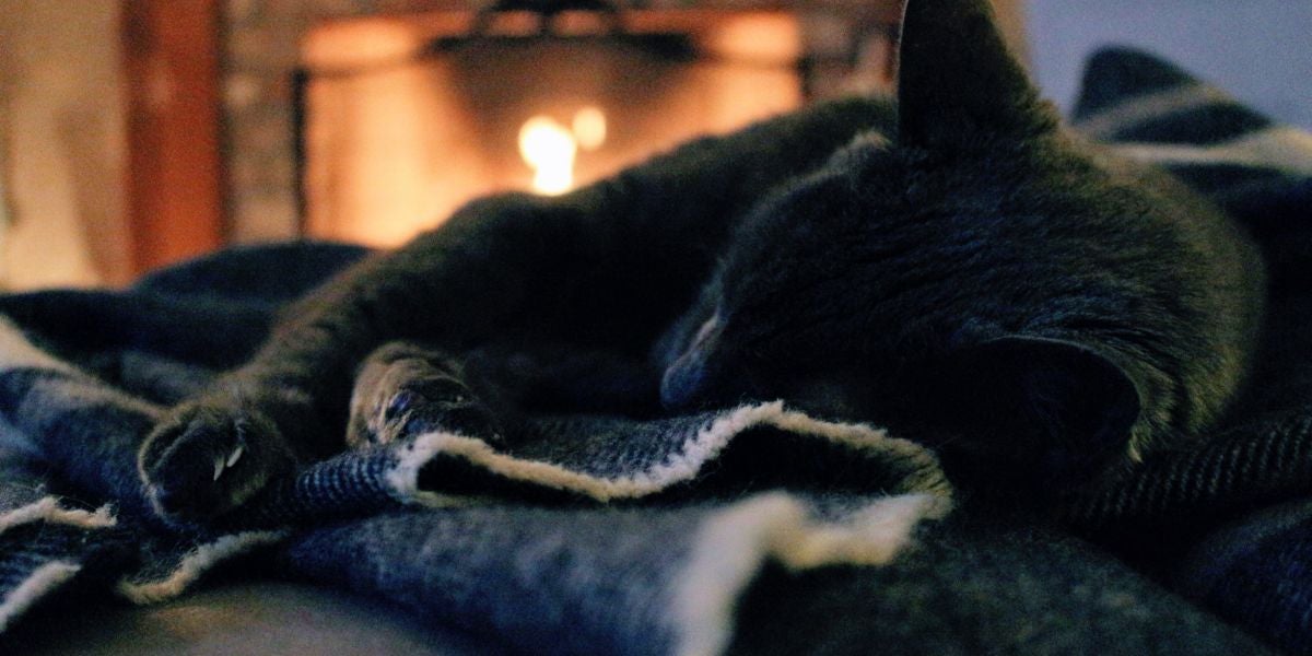 Un gato durmiendo