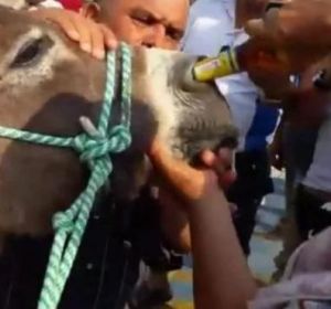 Una mujer intentando dar de "beber" cerveza a un burro por la nariz Una mujer intentando dar de "beber" cerveza a un burro por la nariz
