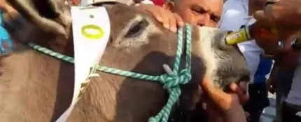 Una mujer intentando dar de "beber" cerveza a un burro por la nariz Una mujer intentando dar de "beber" cerveza a un burro por la nariz