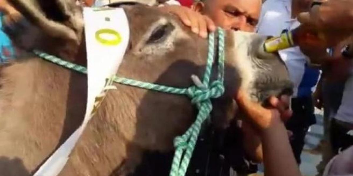 Una mujer intentando dar de "beber" cerveza a un burro por la nariz