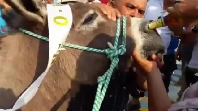 Una mujer intentando dar de "beber" cerveza a un burro por la nariz