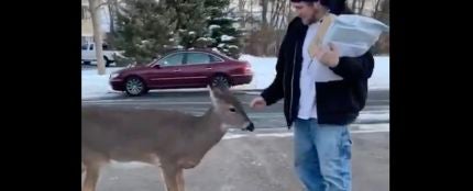 Un ciervo acercándose a un hombre para que le acaricie