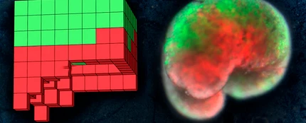 Construyen los primeros robots vivientes Construyen los primeros robots vivientes