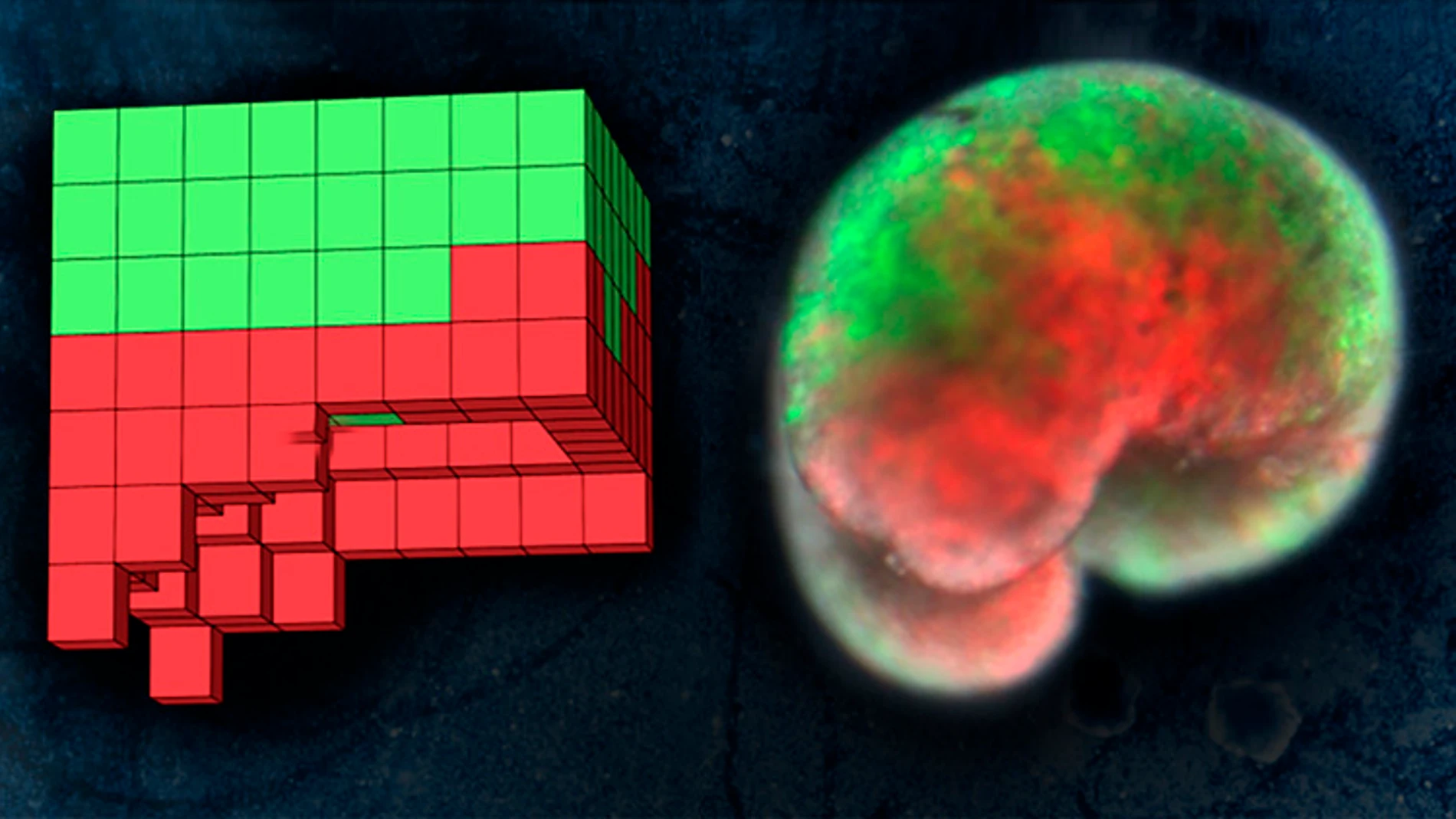 Construyen los primeros robots vivientes Construyen los primeros robots vivientes
