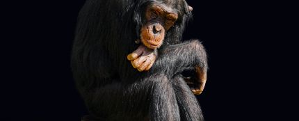 Marcados de por vida la otra cara de los chimpances actores y mascotas