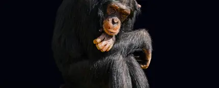 Marcados de por vida la otra cara de los chimpances actores y mascotas Marcados de por vida la otra cara de los chimpances actores y mascotas