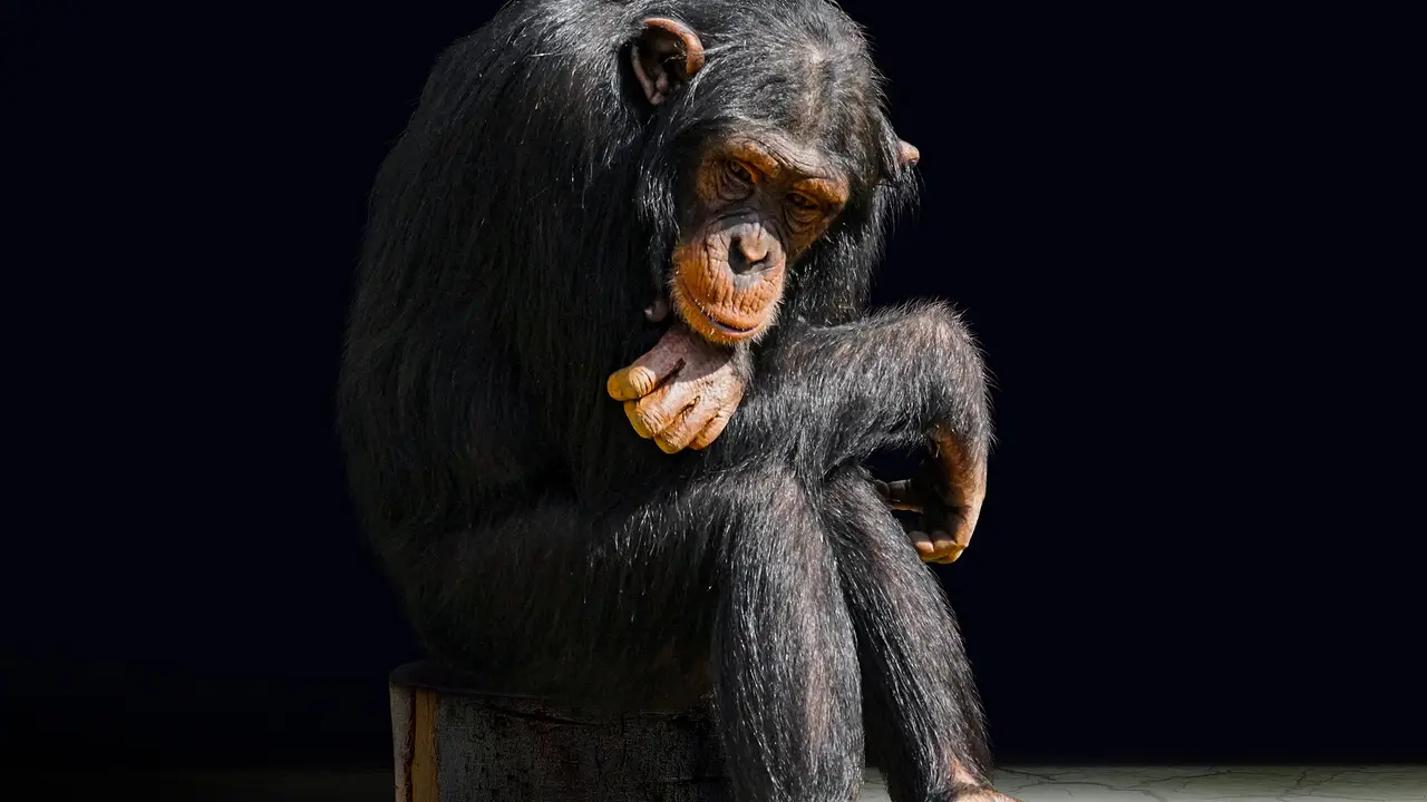 Marcados de por vida la otra cara de los chimpances actores y mascotas Marcados de por vida la otra cara de los chimpances actores y mascotas