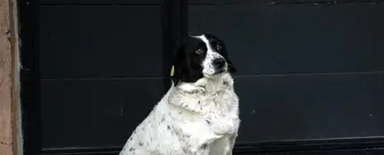Perros Perros