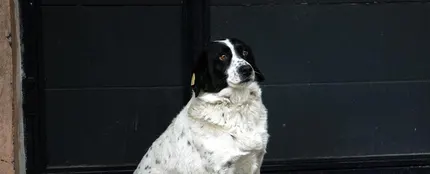 Perros Perros