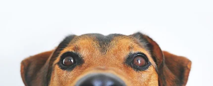un perro mira desde abajo un perro mira desde abajo