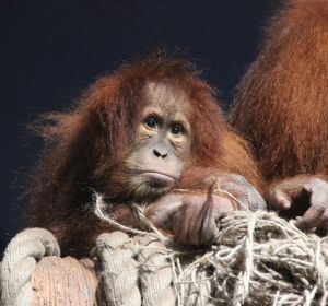 Orangután Orangután