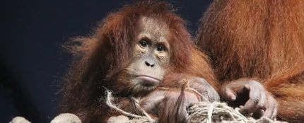 Orangután Orangután