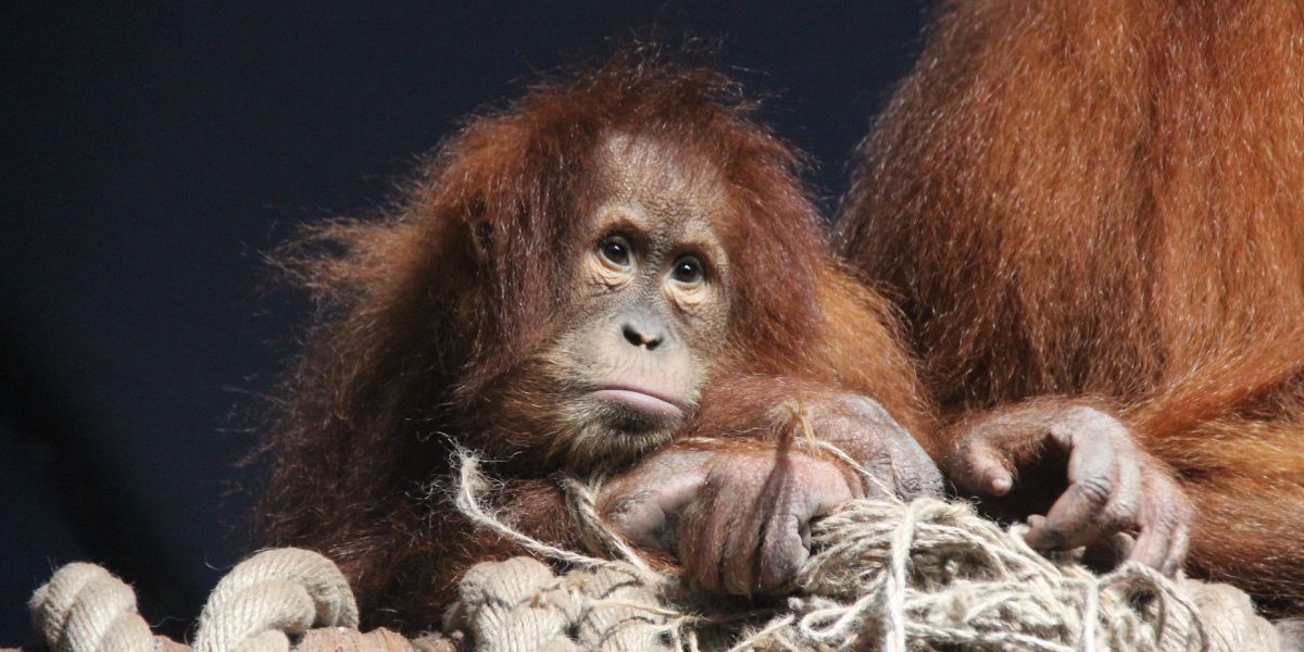 Orangután