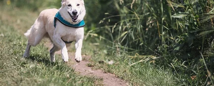 Un perro corriendo al aire libre Un perro corriendo al aire libre