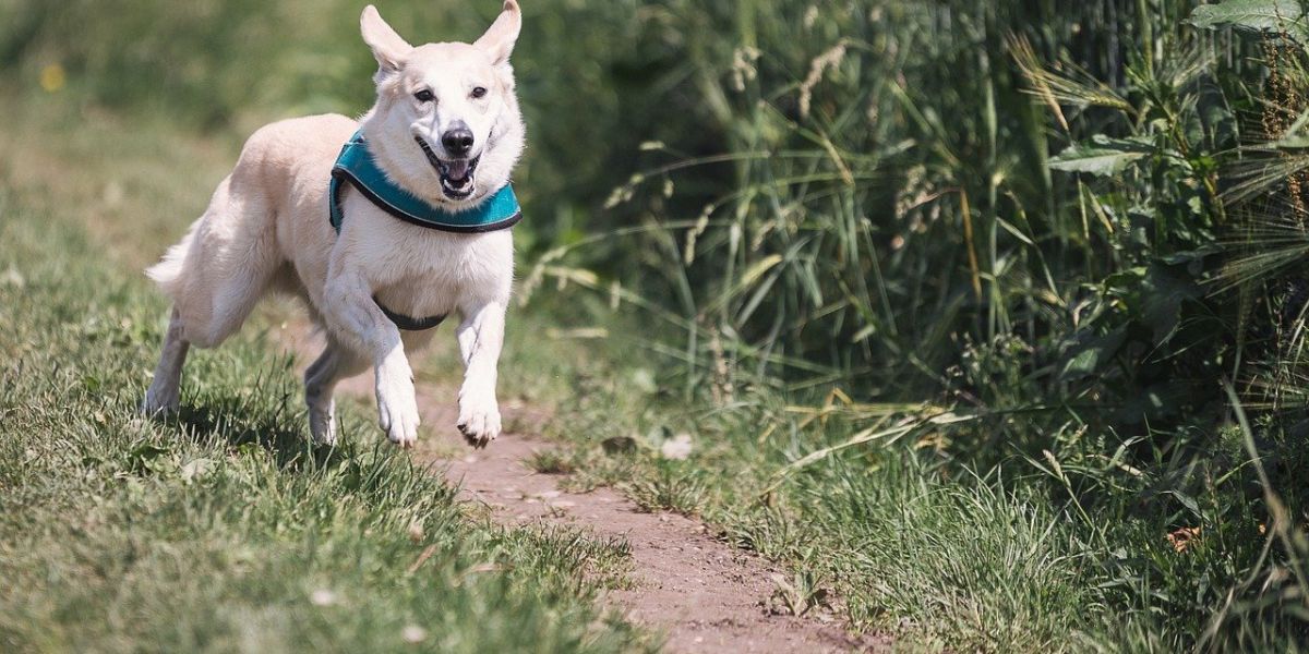 Un perro corriendo al aire libre