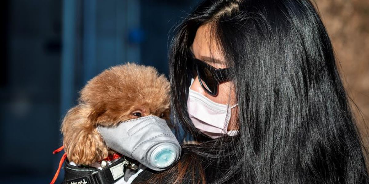 Una mujer pasea a su perro con mascarilla en Guangzhou (China)
