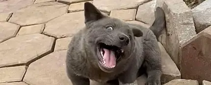 Ban Dúi Ban Dúi