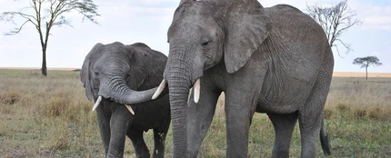 Elefantes Elefantes