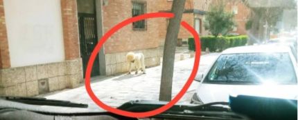 Hombre disfrazado de perro se salta el confinamiento en Toledo
