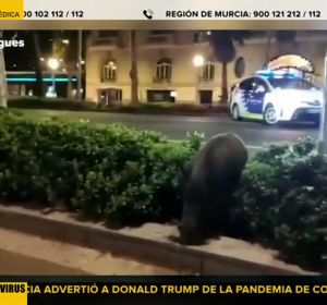 Pavos reales, jabalíes y cabras paseando por las calles, la consecuencia del confinamiento por coronavirus en España Pavos reales, jabalíes y cabras paseando por las calles, la consecuencia del confinamiento por coronavirus en España