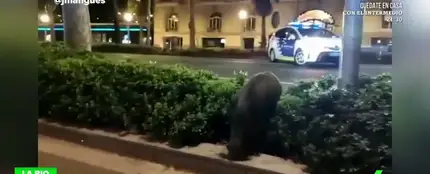 Pavos reales, jabalíes y cabras paseando por las calles, la consecuencia del confinamiento por coronavirus en España Pavos reales, jabalíes y cabras paseando por las calles, la consecuencia del confinamiento por coronavirus en España