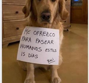La Guardia Civil denuncia a un hombre por 'alquilar' perros para pasear La Guardia Civil denuncia a un hombre por 'alquilar' perros para pasear