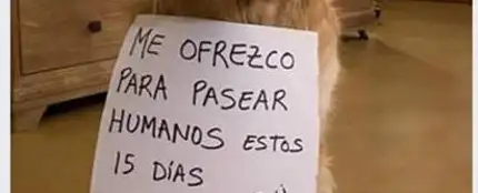 La Guardia Civil denuncia a un hombre por 'alquilar' perros para pasear La Guardia Civil denuncia a un hombre por 'alquilar' perros para pasear
