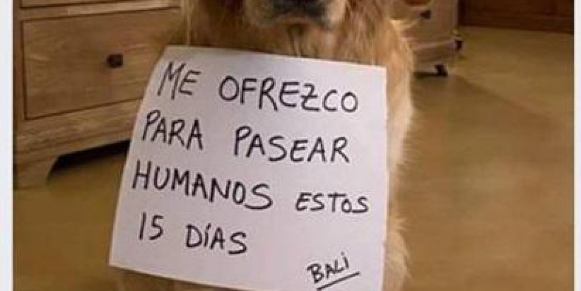 La Guardia Civil denuncia a un hombre por 'alquilar' perros para pasear