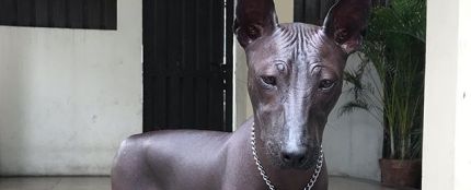 El perro que se ha hecho viral por parecer una estatua