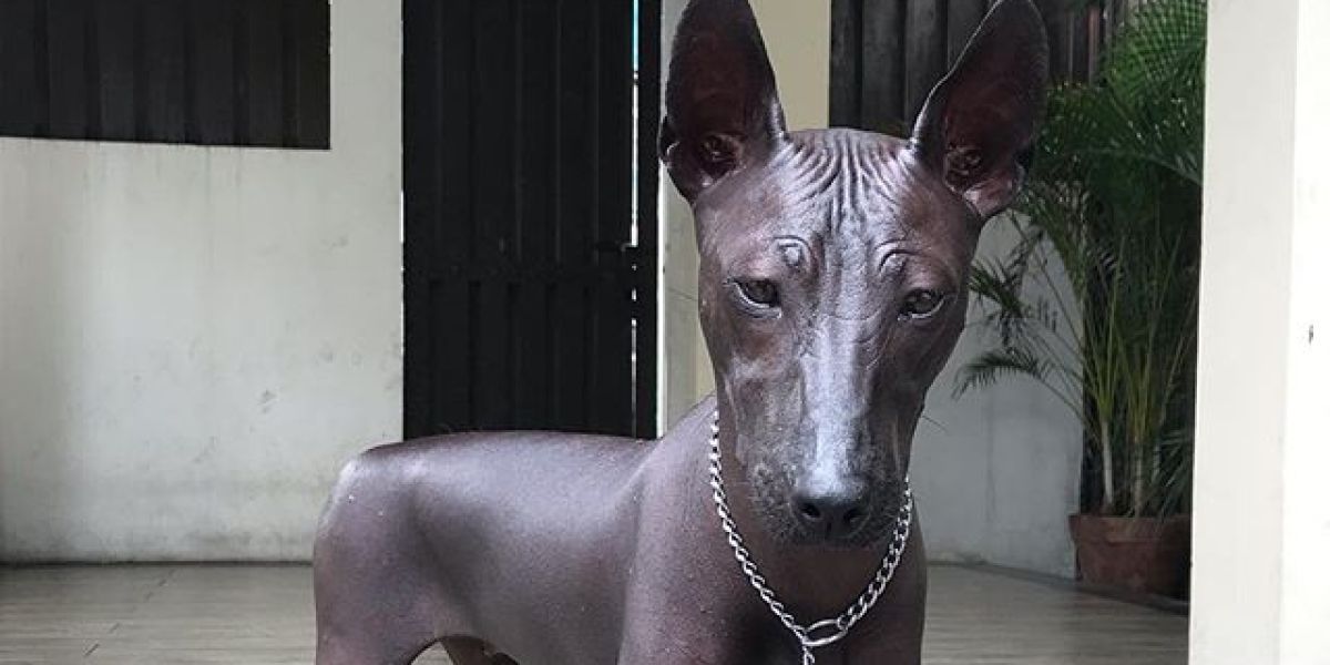 El perro que se ha hecho viral por parecer una estatua