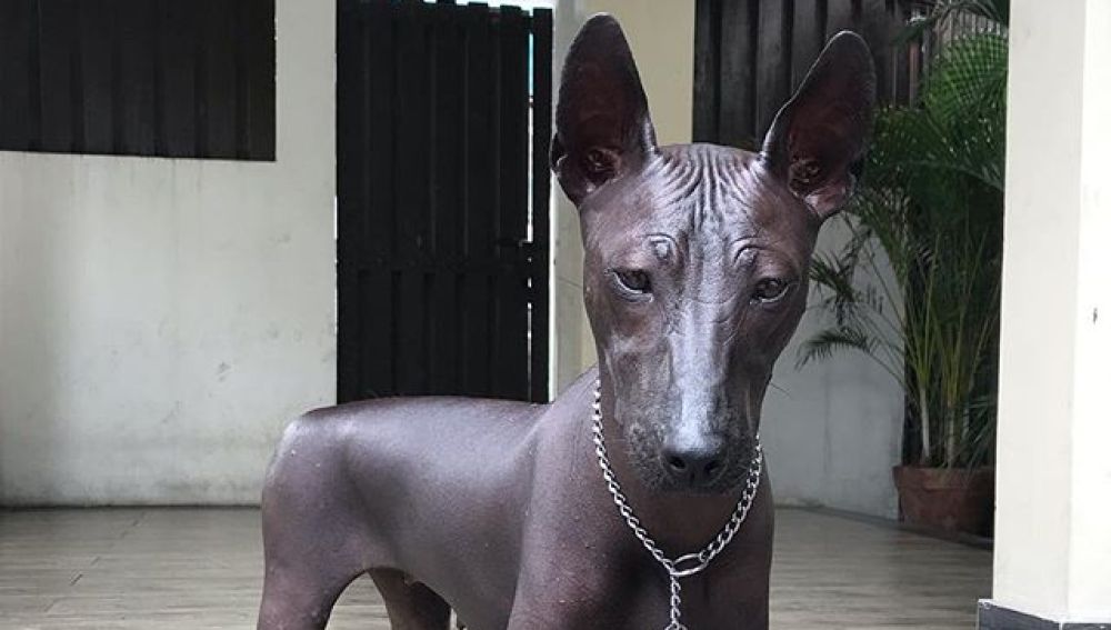 El perro que se ha hecho viral por parecer una estatua