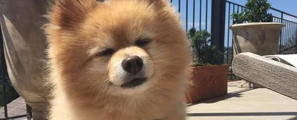 Mashi, el perro de Hermione Olivia que le ha cortado el pelo Mashi, el perro de Hermione Olivia que le ha cortado el pelo